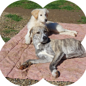 Iris e Gilda