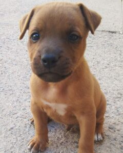 Piccolo Mou
