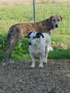 Iris e Bea