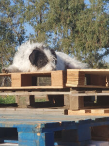 Cloe