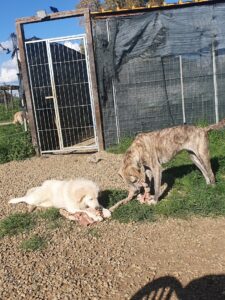 Gilda, Iris e la corda