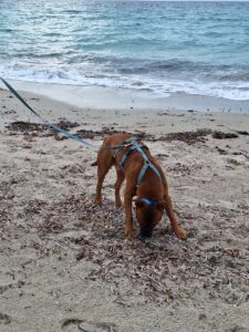 Mou al mare