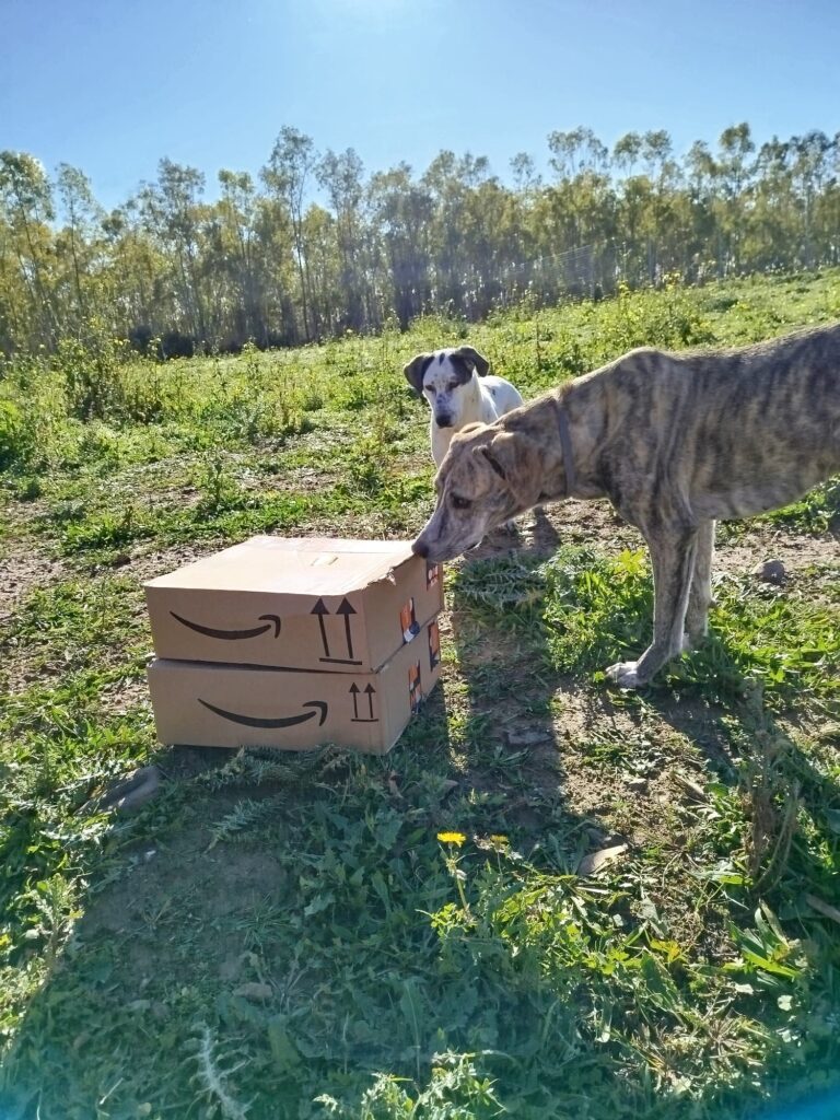 Iris, Bea e regalo