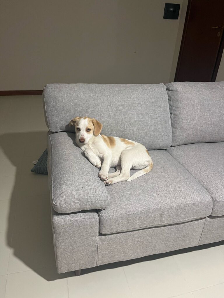 Valentino