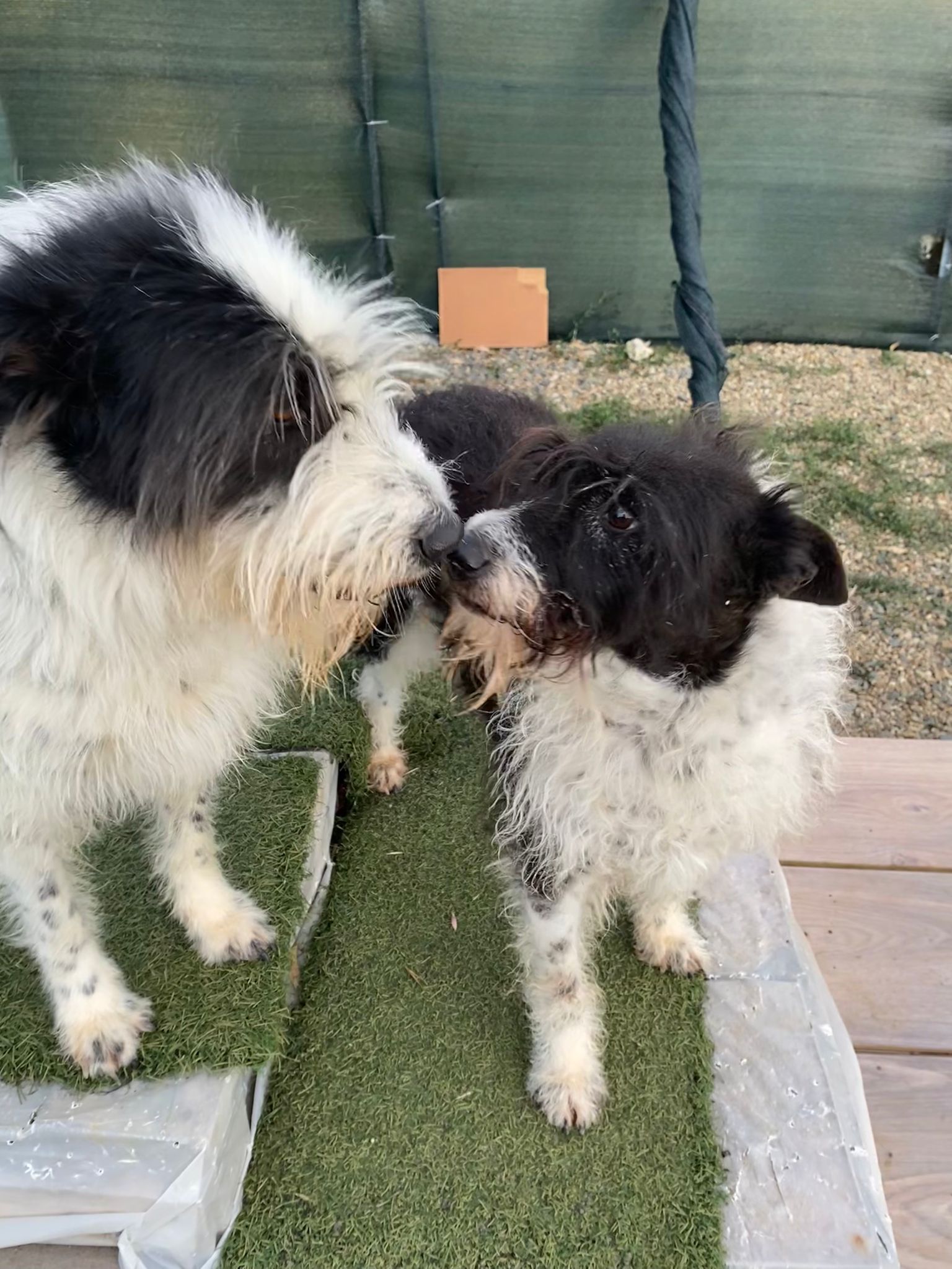 Zoe e Cloe