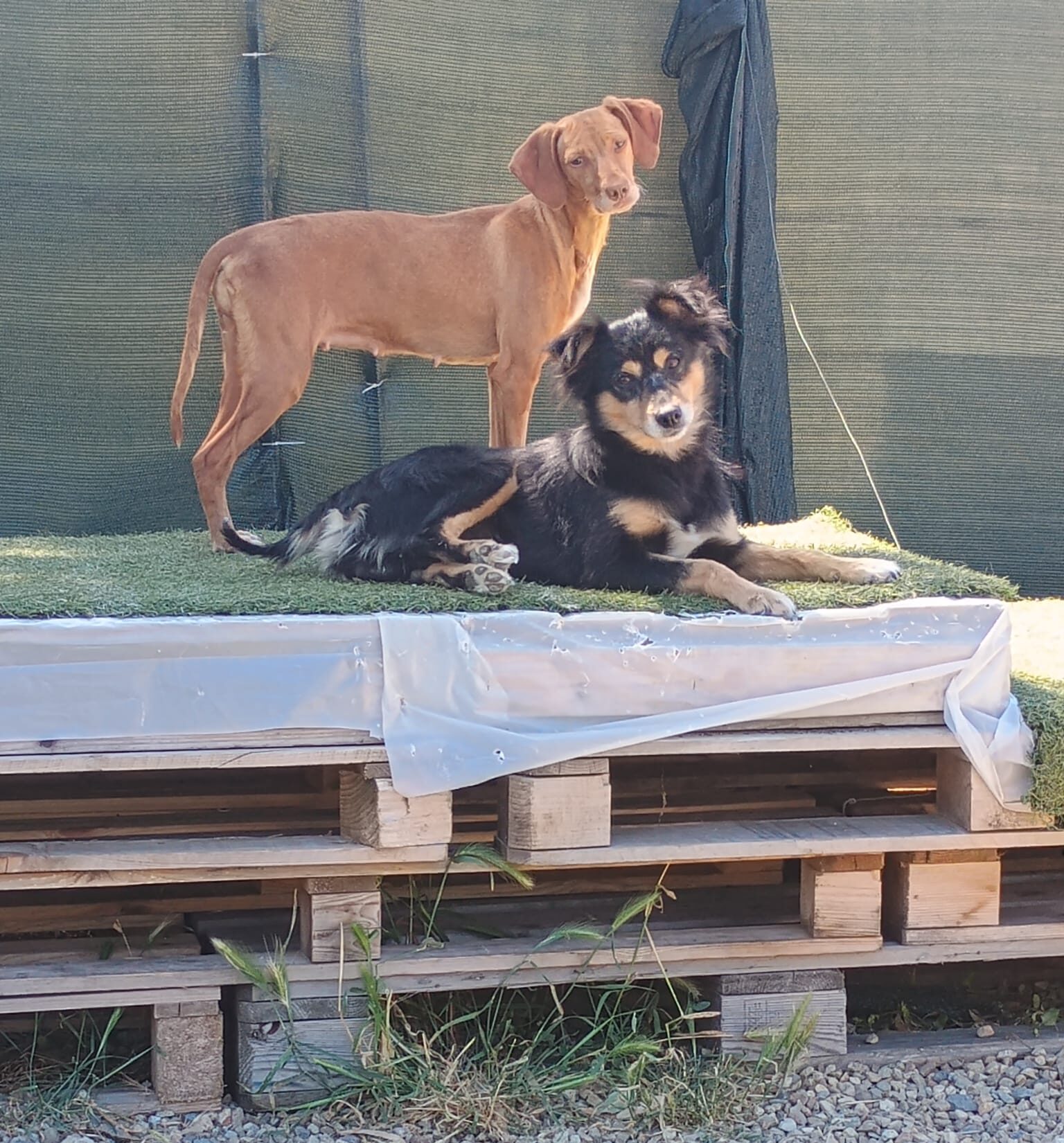 Sirius e Romina