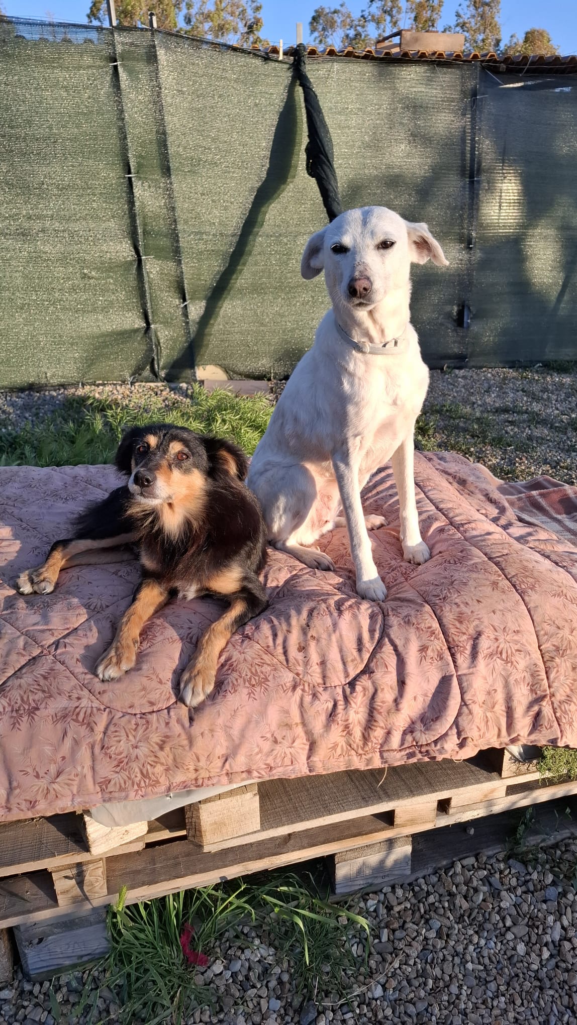 Sirius e Stella